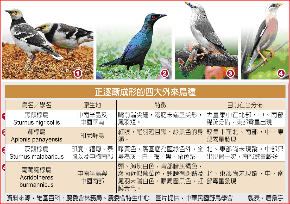 四種外來椋鳥潛在威脅 焦點要聞 中國時報