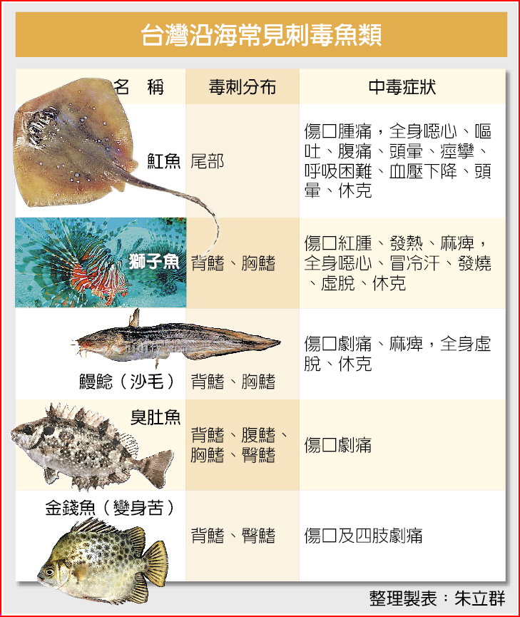 觀賞魚成珍饈生態界搶救獅子魚 焦點要聞 中國時報