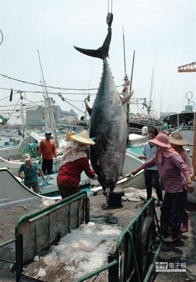 屏東縣政府炒作黑鮪魚，讓台灣漁民冒死在海上捕魚，引發連串爭議。(時周提供)