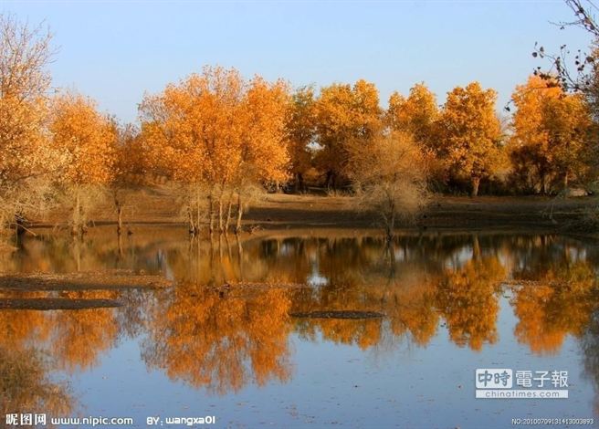 圖為新疆金湖楊景區（資料圖片）