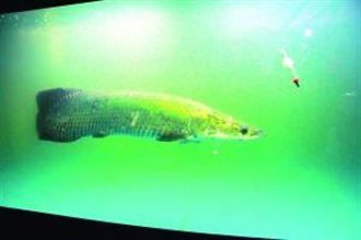 男養魚3年長到1米長 無奈送水族館