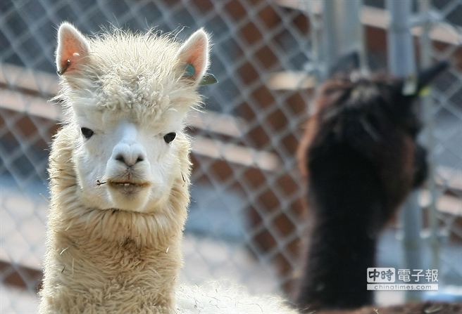 壽山動物園鹿園及羊駝園今天開放 生活 中時