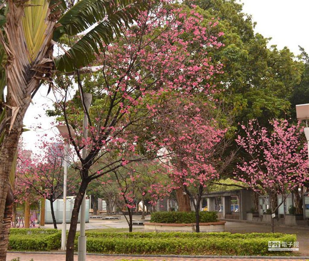 花開了 歡迎來永和仁愛公園賞櫻 生活 中時