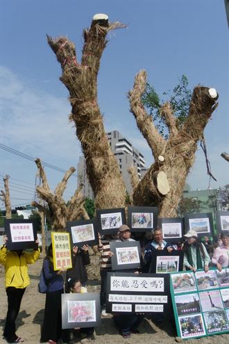 百年老樹移植遭剃頭 護樹團體抗議