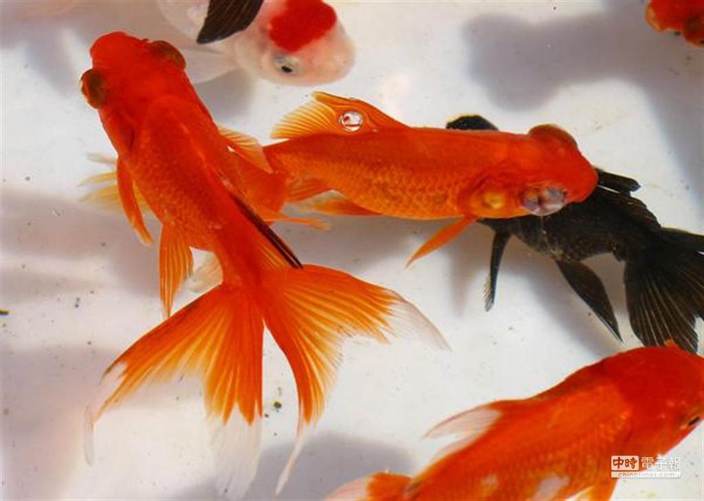 新發現 金魚雙叉尾發育的關鍵基因 生活 工商