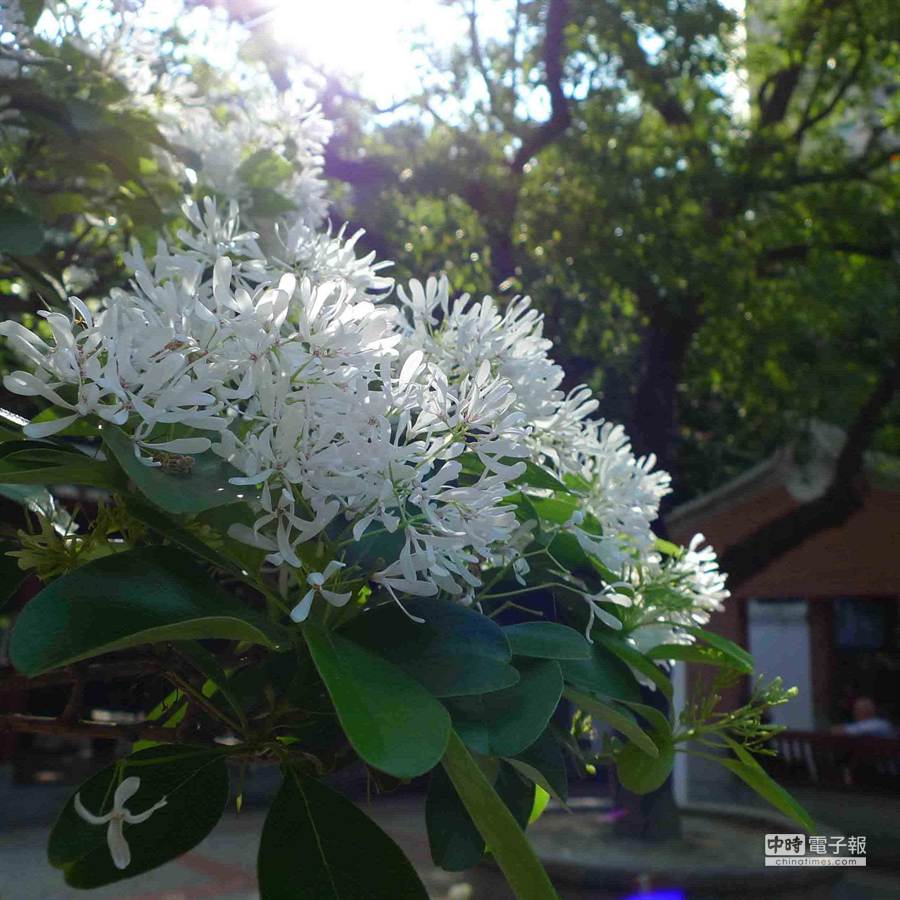 板橋農村公園 流蘇花落宛如4月雪 - 生活 - 中時