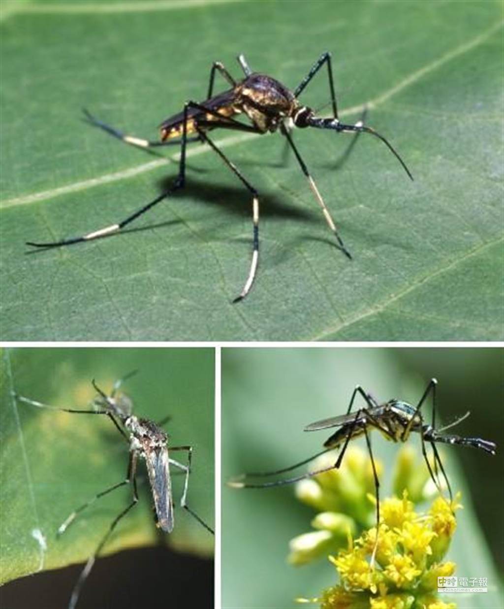 可怕 探秘10大昆蟲與動物吸血鬼 國際 中時