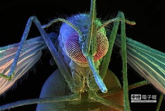 蚊子大概有3500多個種類，但並不是每一種蚊子都會吸血。（圖取自新華網）