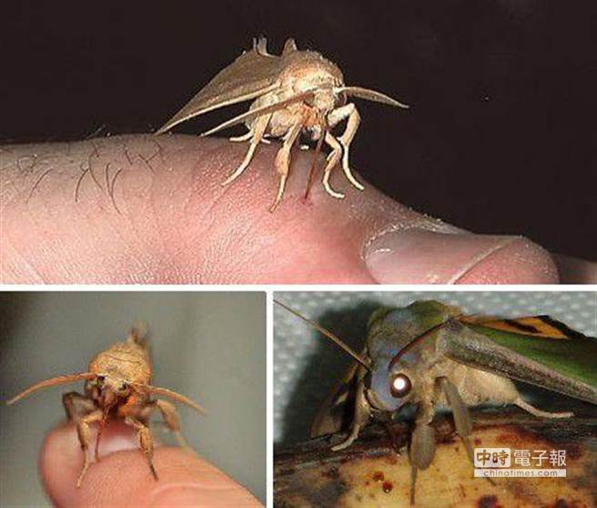 這種壺夜蛾已經進化成一種吸血鬼。它們不僅僅吸食脊椎動物的血液，在吸血過程中還對受害者進行叮咬。（圖取自新華網）