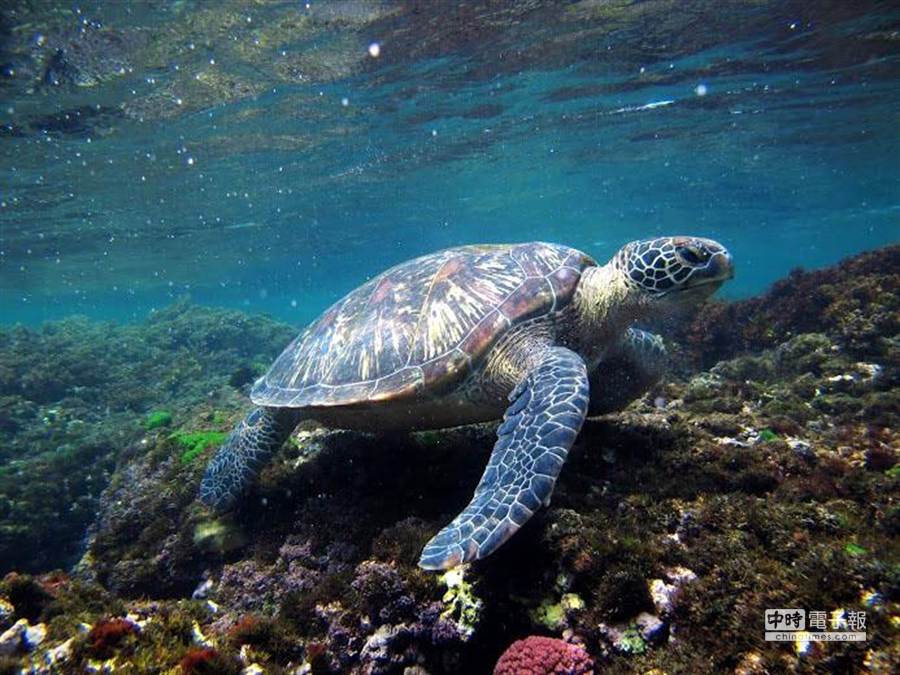 琉球鄉近來海洋復育有成，海底生態蓬勃生機再現，海龜也頻頻出沒，讓浮潛客驚喜。(薄力瑋翻攝)