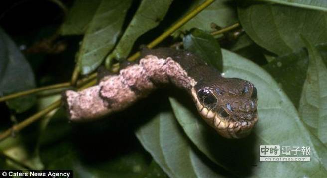 世界最強偽裝毛蟲扮成蛇 國際 旺報