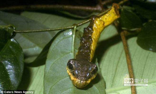 世界最強偽裝毛蟲扮成蛇 國際 旺報