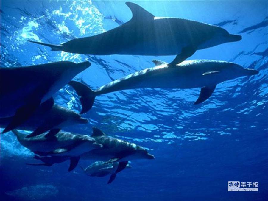 Дельфин живет в воде. Дельфины. Дельфины фото. Морские обитатели Дельфин. Среда обитания дельфина.