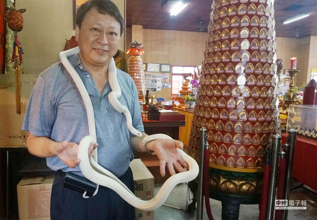 杨梅白蛇庙创办人罗钦师22年前从华侨友人手中接手豢养白蛇娘娘，如今已繁衍160条「小白蛇」。（杨宗灏摄）