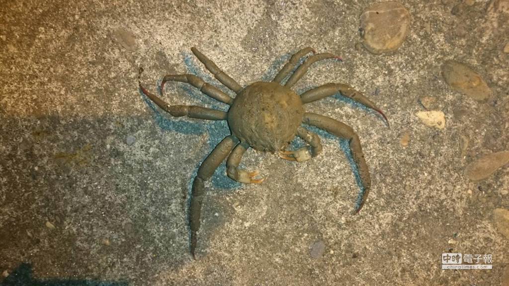 釣到毒蜈蚣蟹專家 毒性低可當魚餌 生活 中時