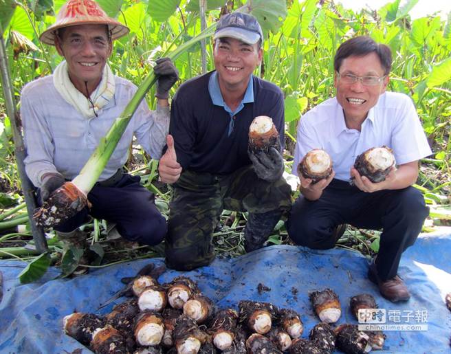前中校種芋頭按表操課 Q又綿密 生活 中時