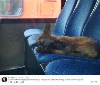 超萌狐狸  溜上公車睡懶覺  