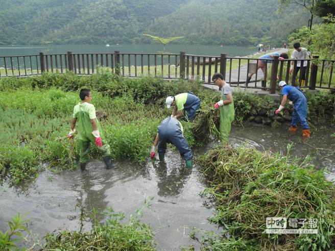 花蓮地檢署與花蓮縣生態推展協會合作，12日帶領19名社會勞動人前往鯉魚潭清除水生植物及福壽螺。（阮迺閎攝）