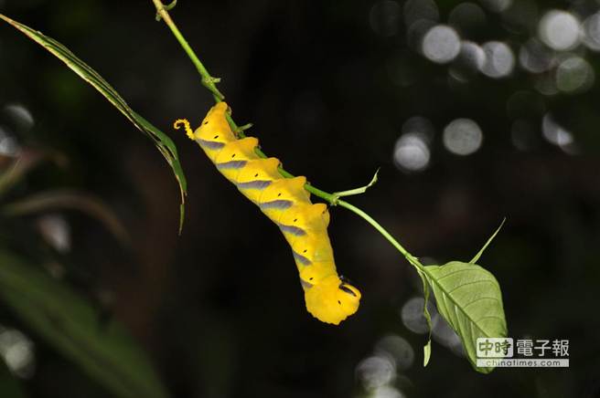 鬼面天蛾的蟲寶寶至少有3種顏色，除了綠色，還有褐色和圖中的黃色個體。（沈揮勝攝）