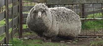 澳綿羊迷途 20公斤羊毛披身