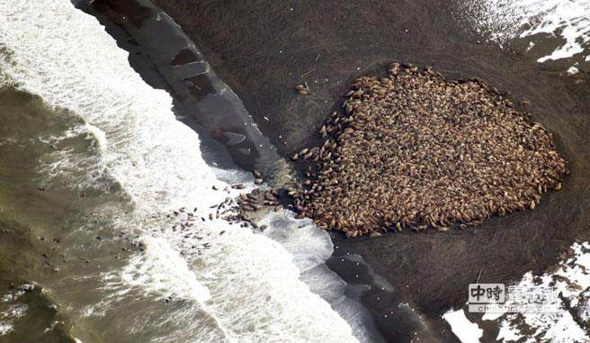 美國阿拉斯加州雷岬西北部海岸，湧現3.5萬隻海象棲息海灘，數量創新高紀錄。(翻攝鳳凰網)