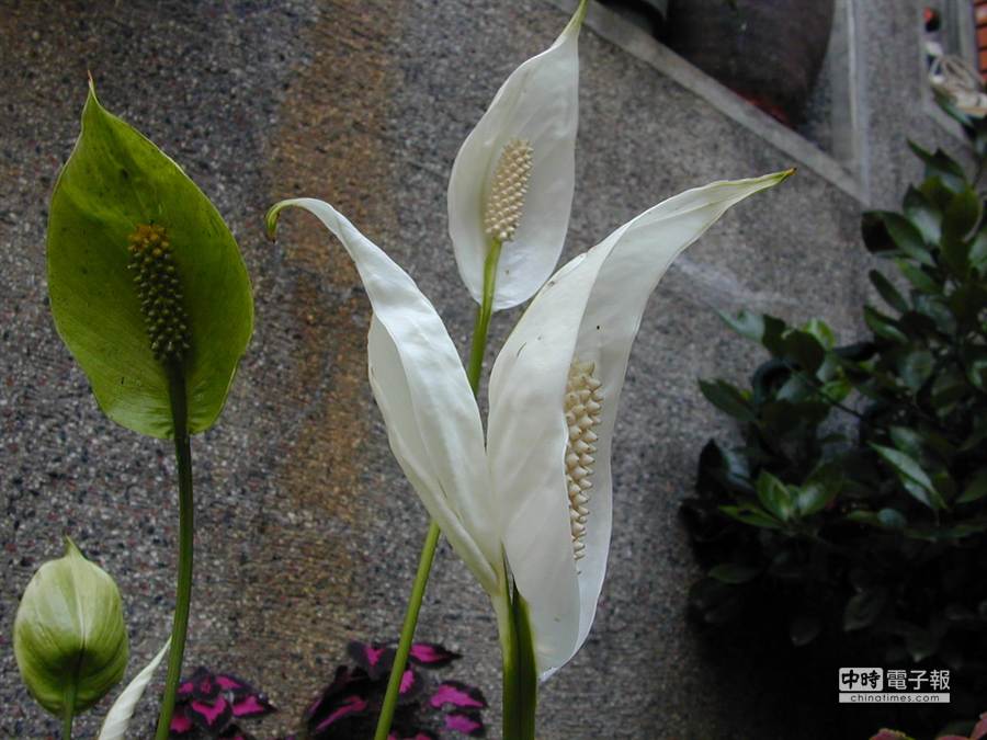 室內必備13種植物幫你 吸毒 生活 旺報