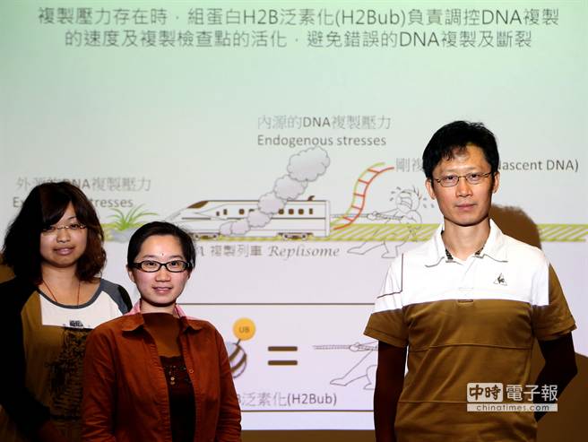 中研院細胞與個體生物學研究所高承福（右起）、林佳葉與吳孟穎研究團隊。（王英豪攝）