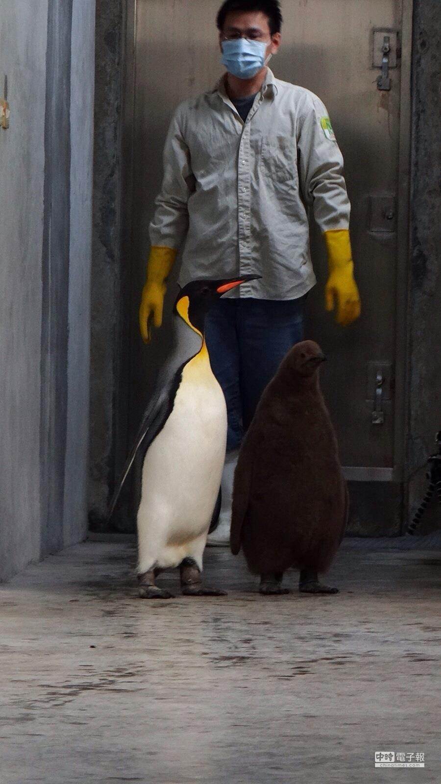 美乖（左）擔任領頭企鵝，牠的寶寶嘟胖也跟在旁邊。（台北市立動物園提供）