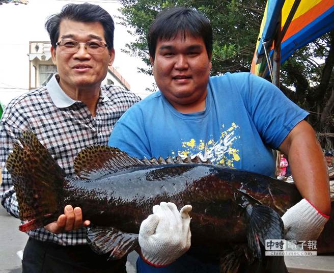 林邊漁會石斑魚1元競標掀高潮 生活 中時