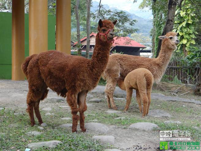 動物園羊年親子營羊駝也參一腳 生活 中時