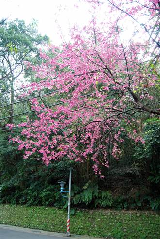 土城桐花公園 1月底櫻花將滿開