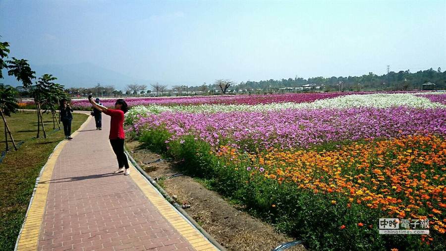 新埤花海近尾声白天赏花夜赏灯 生活 中时