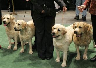 美國最受歡迎犬種 拉拉連24年稱王