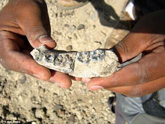 連齒顎骨化石出土 改寫人類進化史