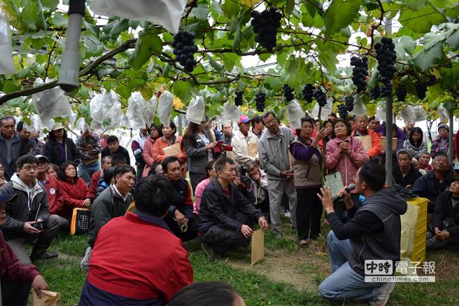 台中農改場舉辦溫室葡萄栽種觀摩活動，吸引農友熱烈參與。(台中區農改場提供)