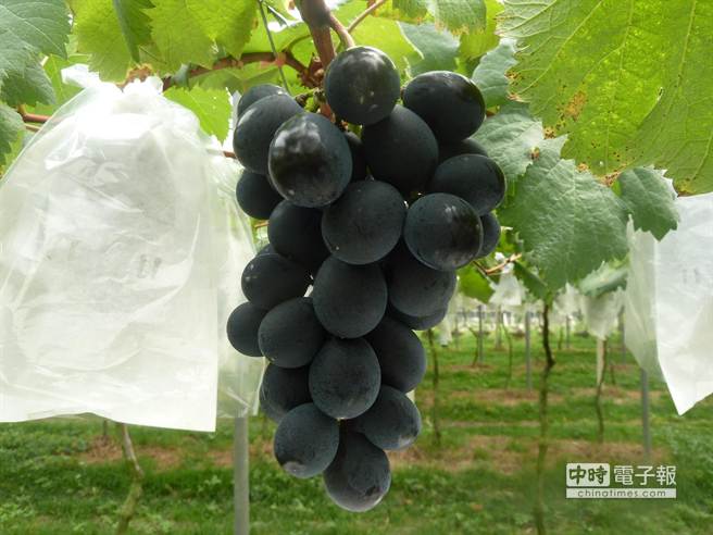 溫室葡萄的栽種與葉片有大大的闗係。(台中區農改場提供)