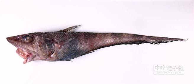 台灣鼠尾鱈多樣性全球最高 生活 中時