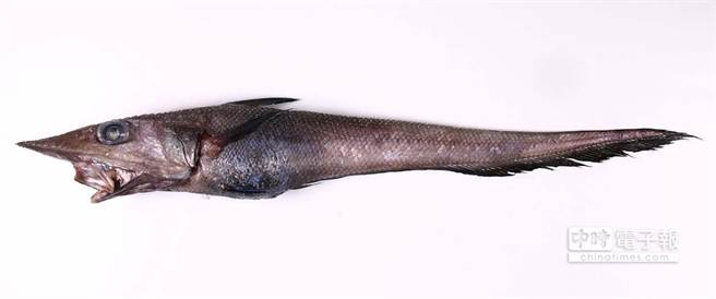 台灣鼠尾鱈多樣性全球最高 生活 中時