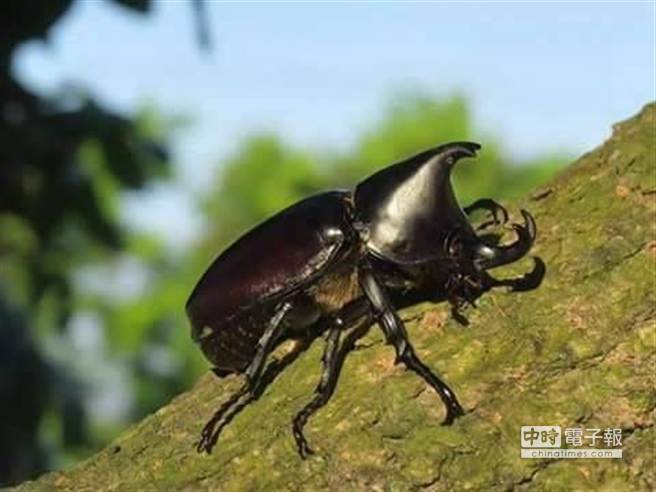 烈嶼鄉發現的姬兜蟲。(林暐倫提供)