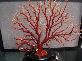 紅珊瑚分類重新界定 中研院發表新成果