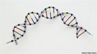 引爭議！大陸在胚胎進行人類基因編輯實驗