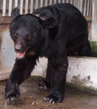 台灣黑熊疑發情期 暴衝咬傷飼養廿年飼主