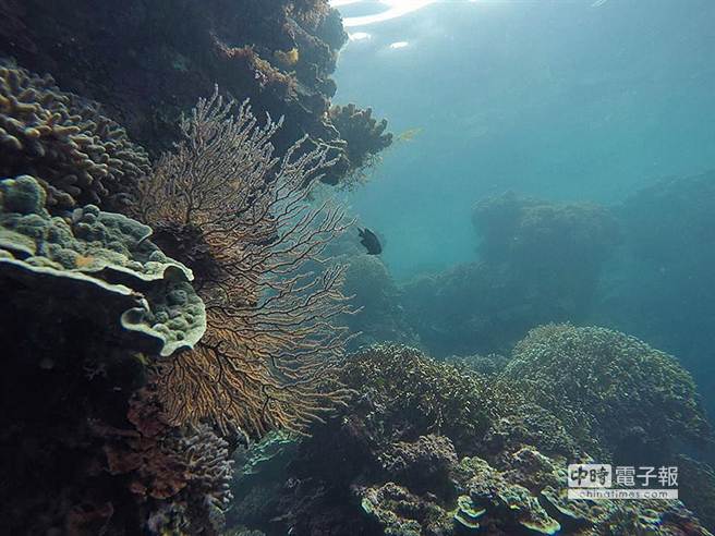 全台首次錄影紀錄 南方澳珊瑚產卵大爆發 生活 中時