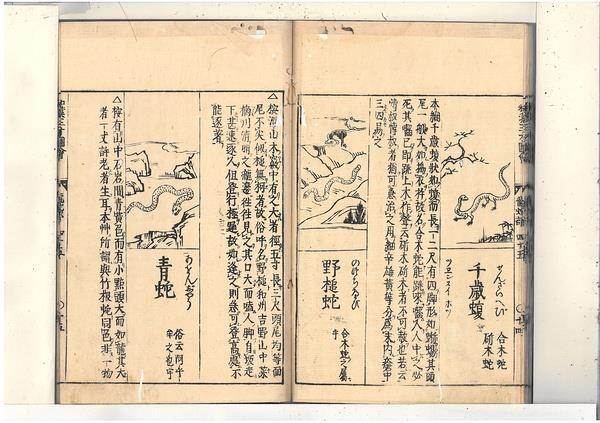 日本古書中所記載的「野槌蛇」