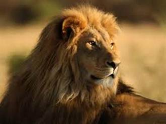 獅子跑出國家公園 南非動員搜尋