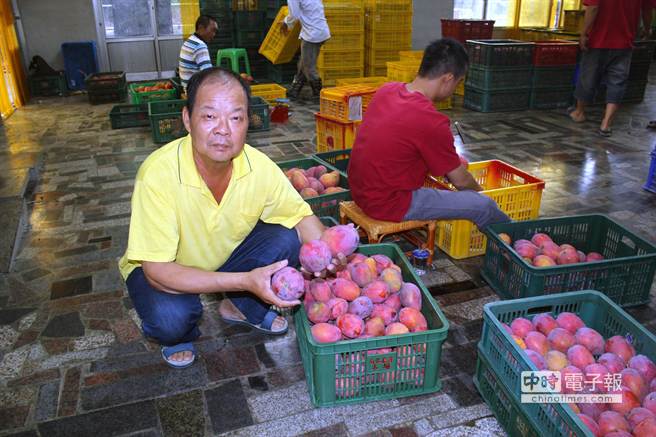 南化農會常務監事錢百萬的愛文芒果，很多都被農會選果師選為最頂級的禮盒果。（黃文博攝）