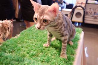 210隻國際名種貓 進駐台北寵物用品展