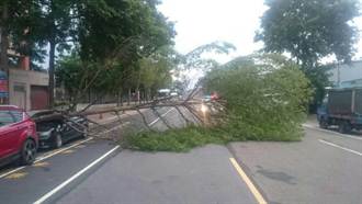 中和區路樹倒塌壓車阻街 員警紓解交通