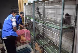 大型寵物非法繁殖場  220隻犬貓獲救