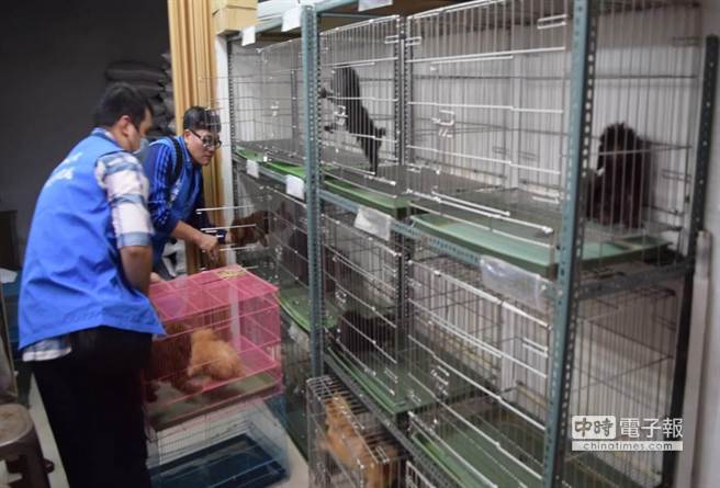 大型寵物非法繁殖場2隻犬貓獲救 社會 中時